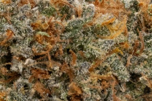 White Widow (AAA+)
