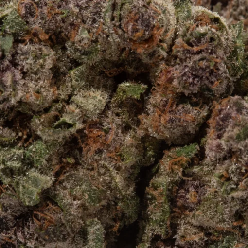 Strawberry Cough (AAAA)