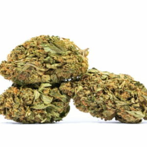 Hash Plant Marijuana Strain