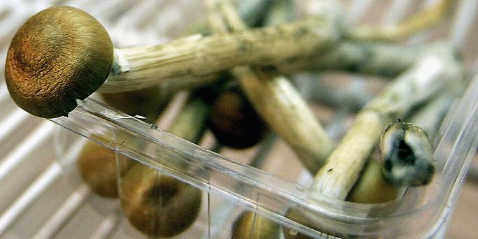 Weed and Psilocybin Mushrooms: What are the Similarities?