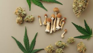 What’s The Difference Between Weed and Shrooms