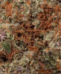 Cheetah Piss (AAAA+)
