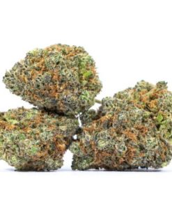 EXTREMECREAM Marijuana Strain