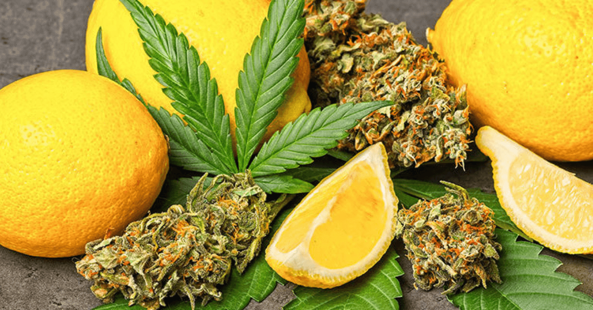 What Are The Different Types of Cannabis Terpenes?