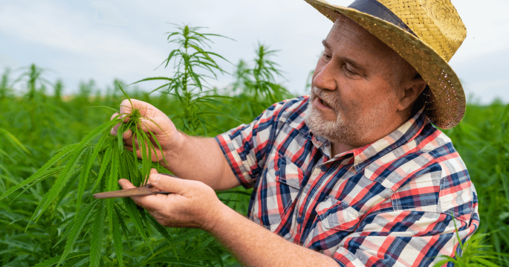 Harvesting Cannabis: How and When to Harvest Marijuana?