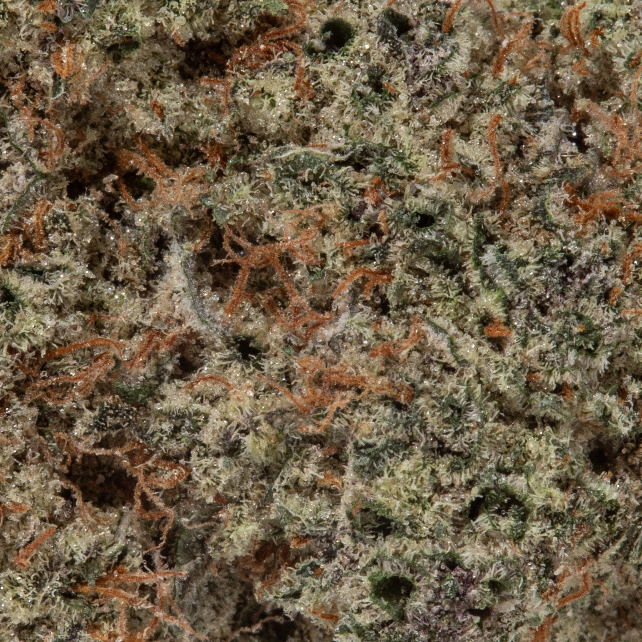 Mac #10 (AAAAA/Craft)