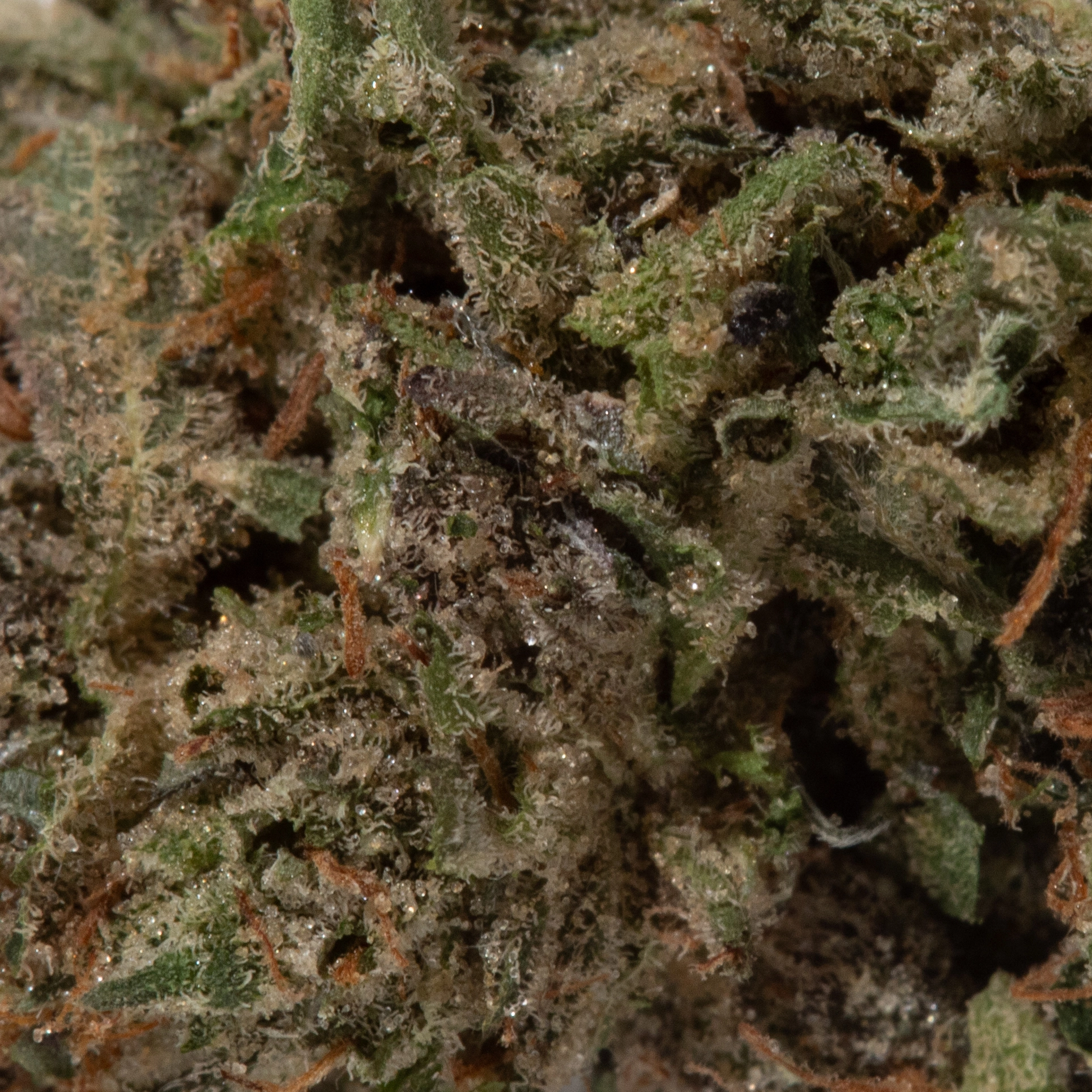 Blackberry Cream (AAAA Popcorn)