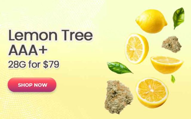 Lemon Tree (AAA+) - 28G for $79