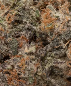 Jelly Donut (AAAAA/Craft)