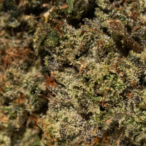 Glitter Bomb (AAAA+)