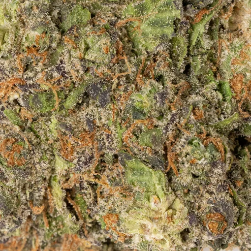 Grape Gelato (AAAA)