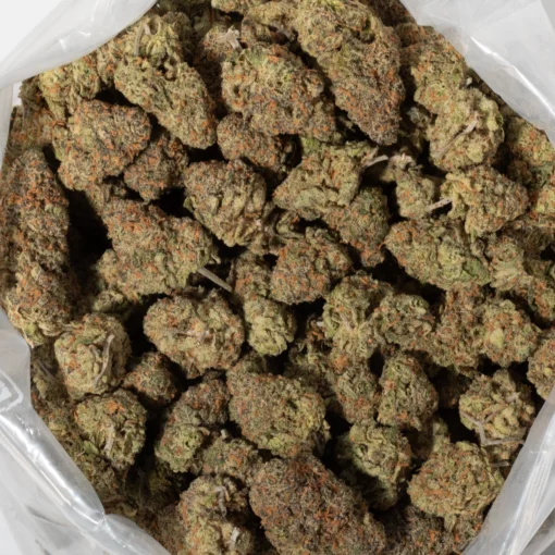 Goudaberry (AAAA+)