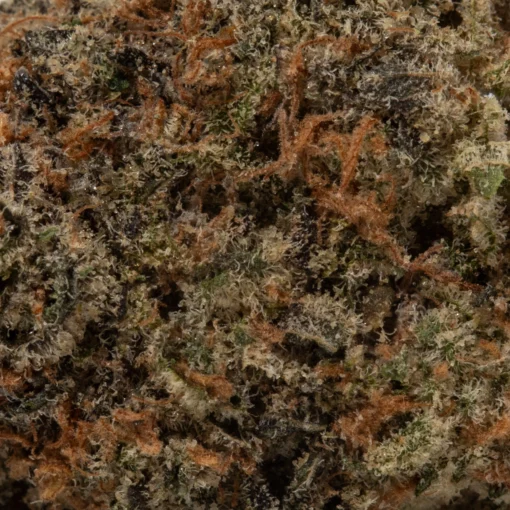 Goudaberry (AAAA+)