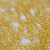 House Shatter - Jack Herer (Sativa)