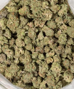 Island Sweet Skunk (AA)