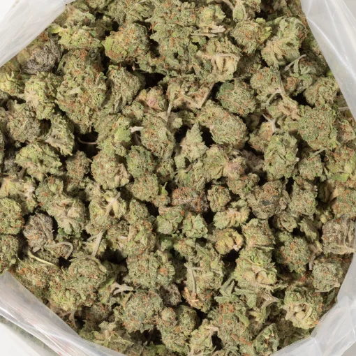 Island Sweet Skunk (AA)