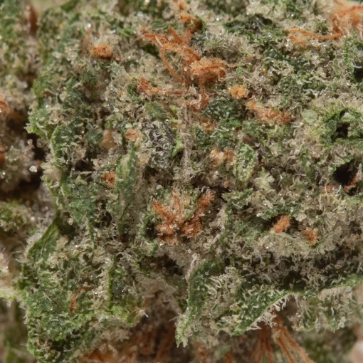 Island Sweet Skunk (AA)