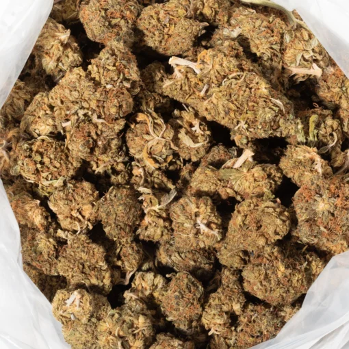 Orange Kush (AA+)