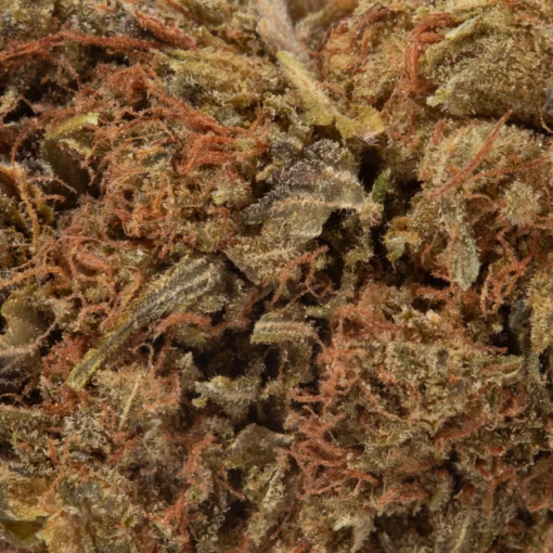 Orange Kush (AA+)