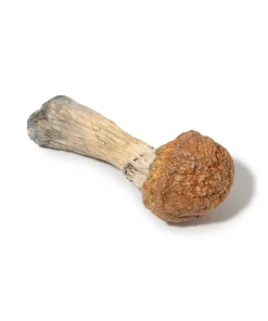 Psilocybe - Blue Meanies