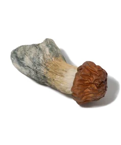 Psilocybe - African Transki