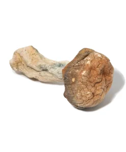 Psilocybe - Burmese
