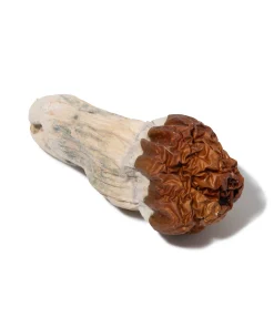 Psilocybe - Carulescen