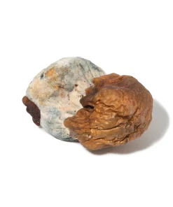 Psilocybe - Semilanceata