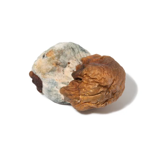 Psilocybe - Semilanceata