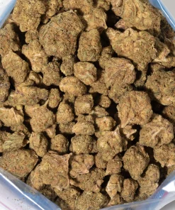 Purple Pancake (AA)