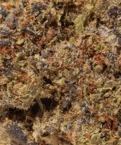 Purple Pancake (AA)