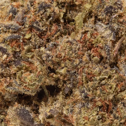 Purple Pancake (AA)