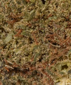 Cactus Breath (AA)