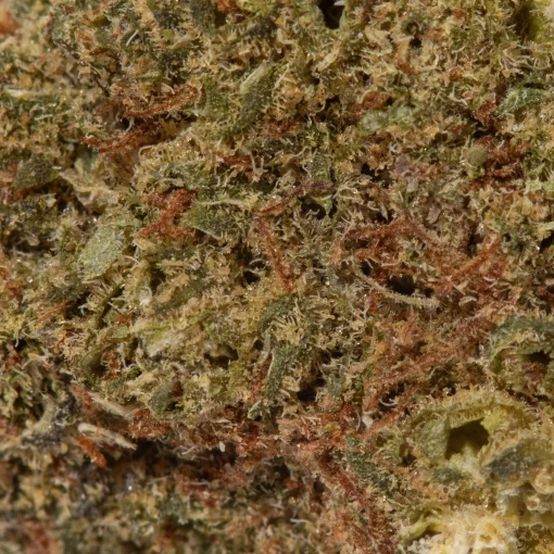 Cactus Breath (AA)