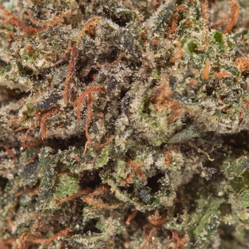 El Padrino (AA)