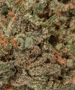 Harlequin (AAA+)
