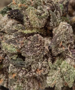 Motor Breath (AAAA/Popcorn)