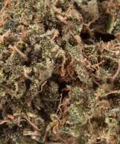 Chocolope (AA)