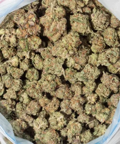 Shiva Skunk (AA/AA+ Popcorn
