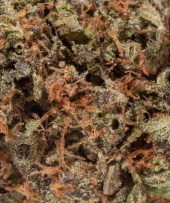 Shiva Skunk (AA/AA+ Popcorn