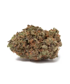 Shiva Skunk (AA/AA+ Popcorn