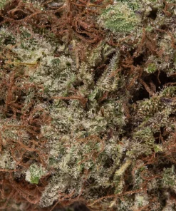 Dark Star (AAAA)