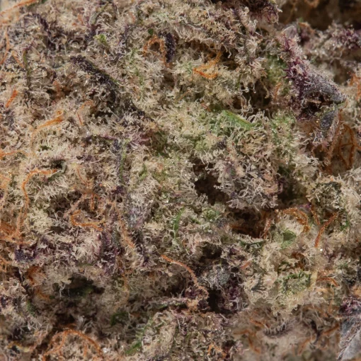 Jelly Donut (AAAA+)