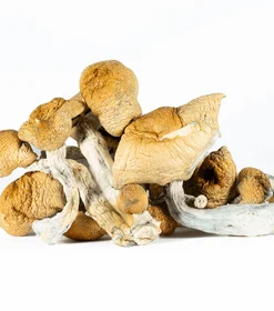A-One Mushrooms - Hillbilly