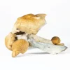 A-One Mushrooms - Hillbilly