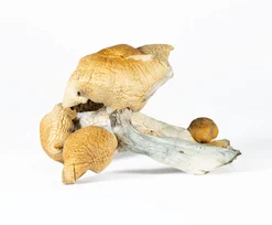 A-One Mushrooms - Hillbilly