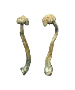 Albino Treasure Coast