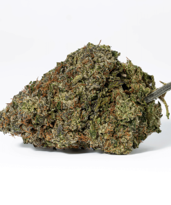 Champagne Pink (AAAA)