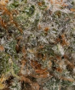 Grey Goose (AAAA+)
