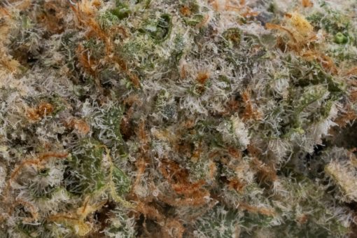 Grey Goose (AAAA+)